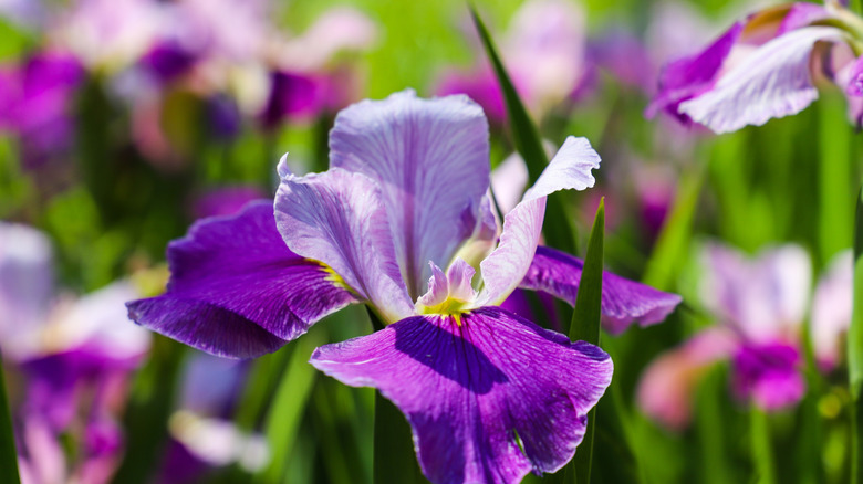 Closeup of an iris flower