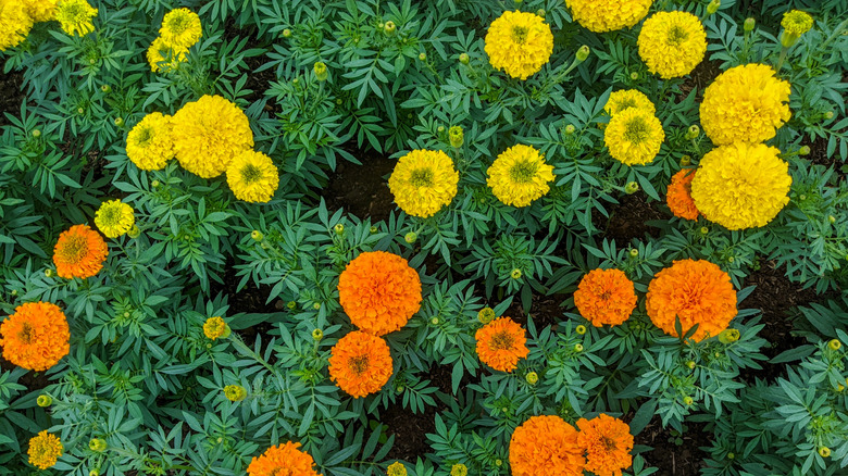 Yellow and orange marigold bush