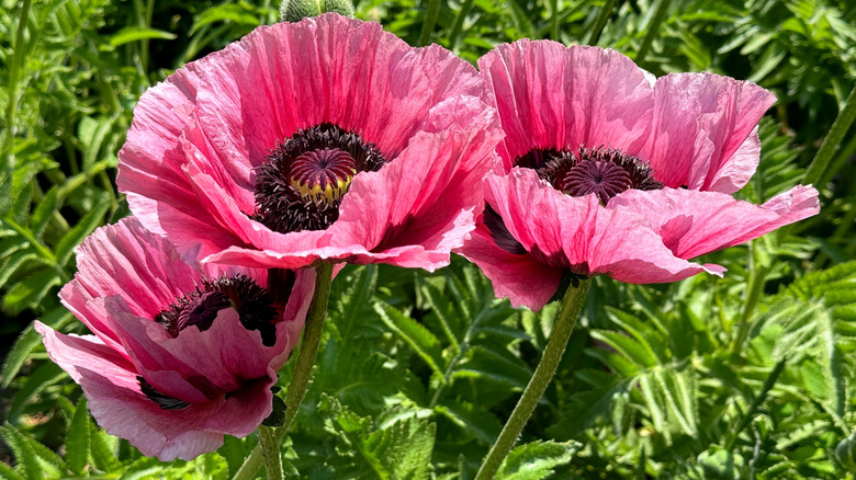 Closeup of pink Oriental poppies