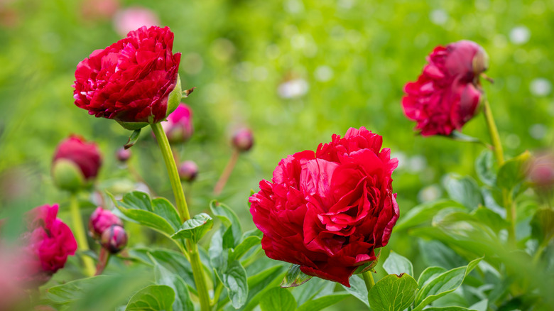 Closeup of a yellow peony blooms on a shrub