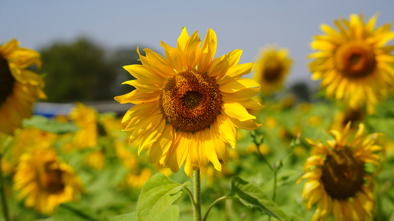 Closeup of a sunflower in a sunflower field