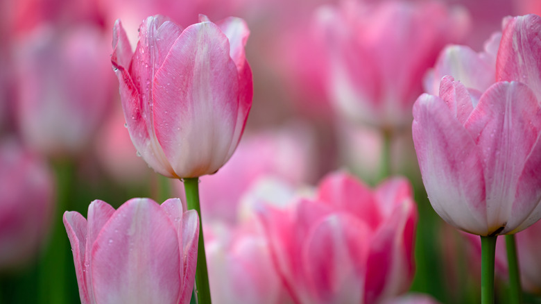 Closeup of pink tulip blooms