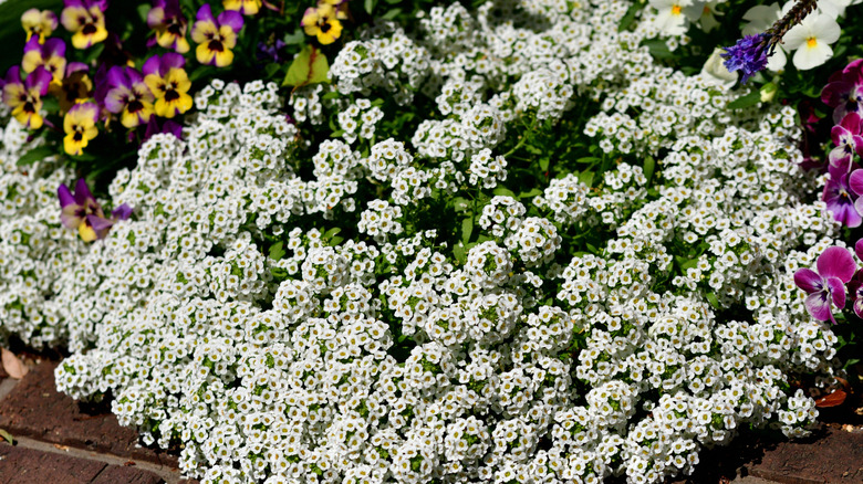 While alyssum flowers in a garden