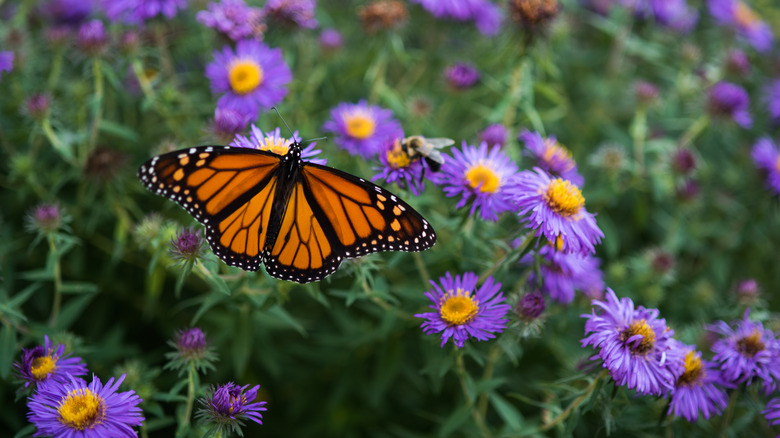 A monarch butterfly on purple asters