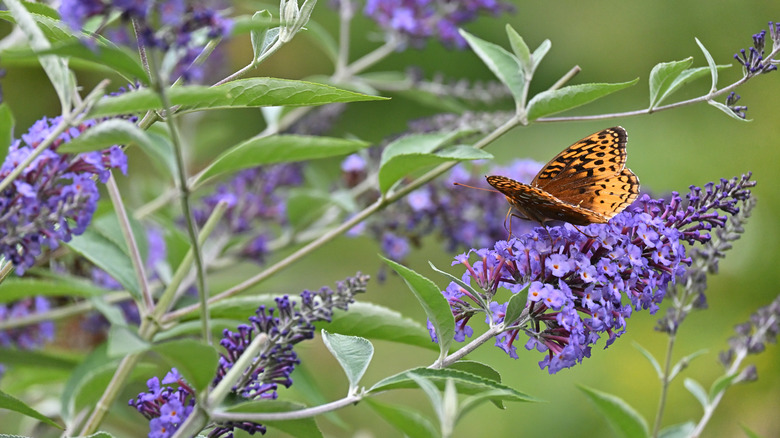 An orange butterfly on a purple butterfly bush