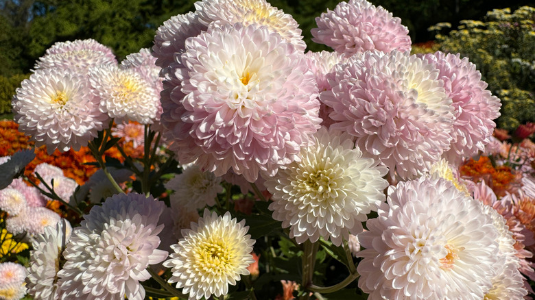 Pink mums in a garden