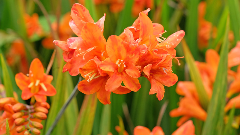 Orange crocosmia in a garden