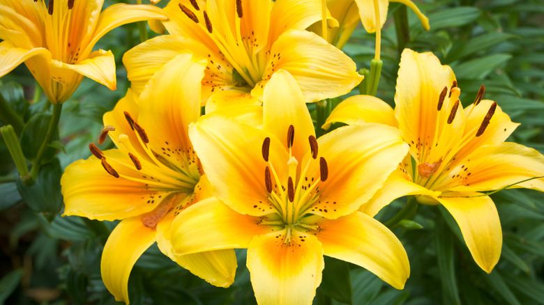 Yellow daylilies