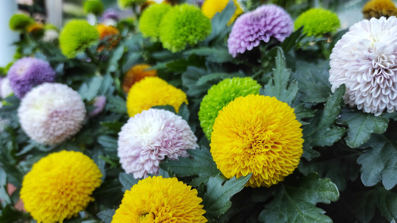 Colorful mums in a garden