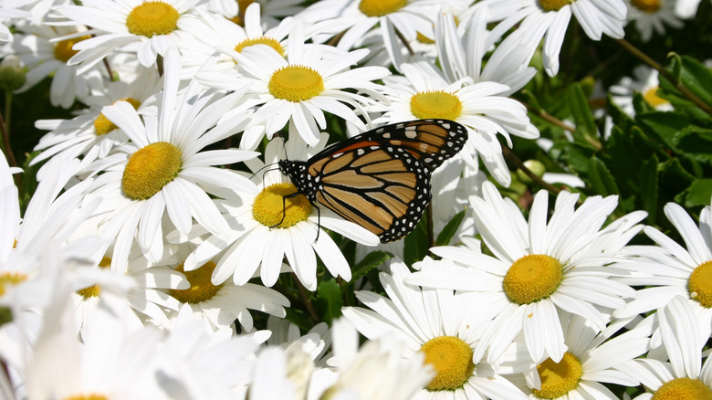 A butterfly on Montauk daisies