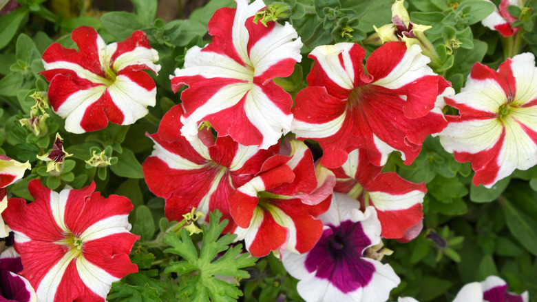 Red and white petunias in a garden