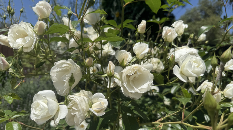White iceberg roses in bloom