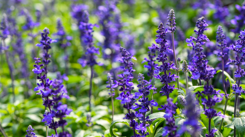 Purple salvias in a garden