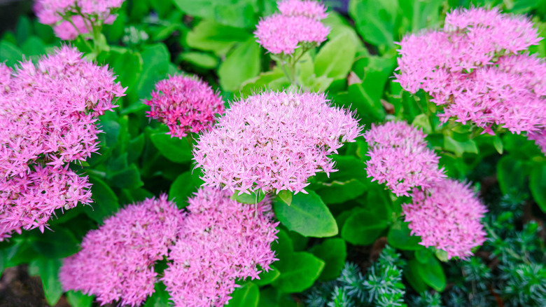 Pink sedum flowers in a garden