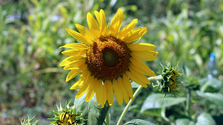 A sunflower in bloom