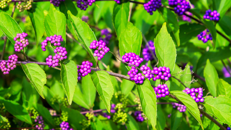 A branch of wild American beautyberry with ripe purple berries