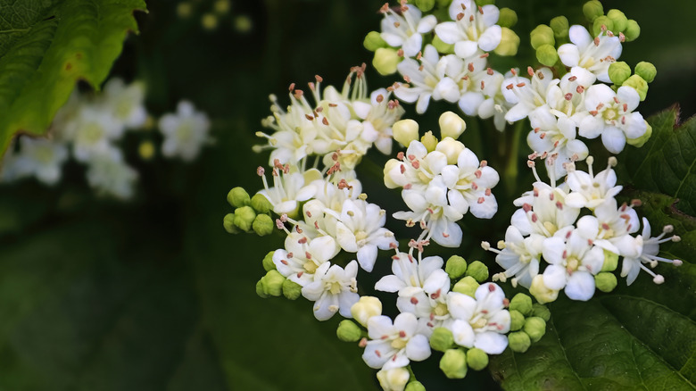 Flowers on an Arrowwood viburnum shrub
