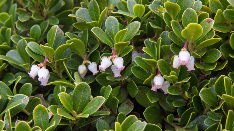 Bearberry flowers and leaves