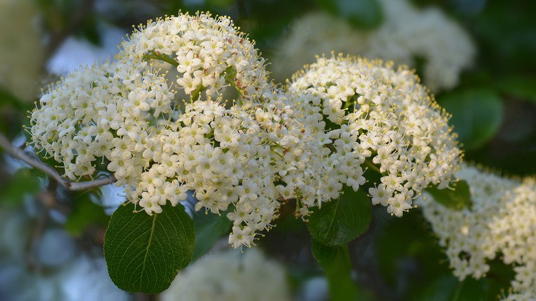 Blackhaw viburnum in spring in the full-bloom stage.