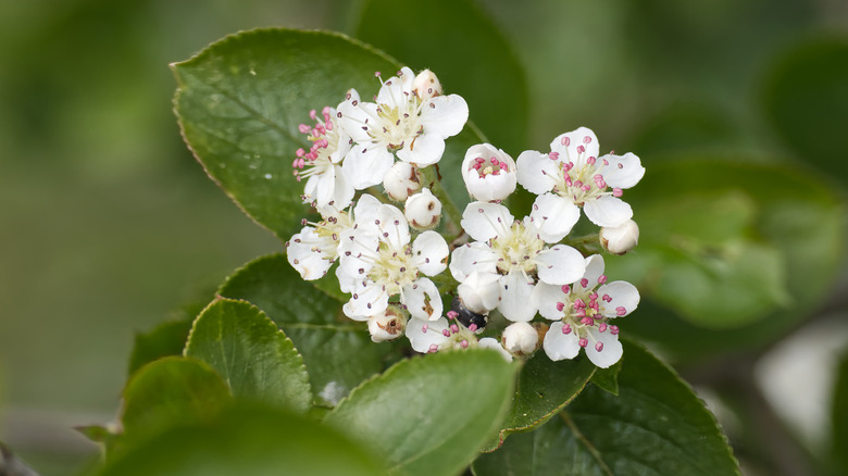Aronia arbutifolia blooms up close