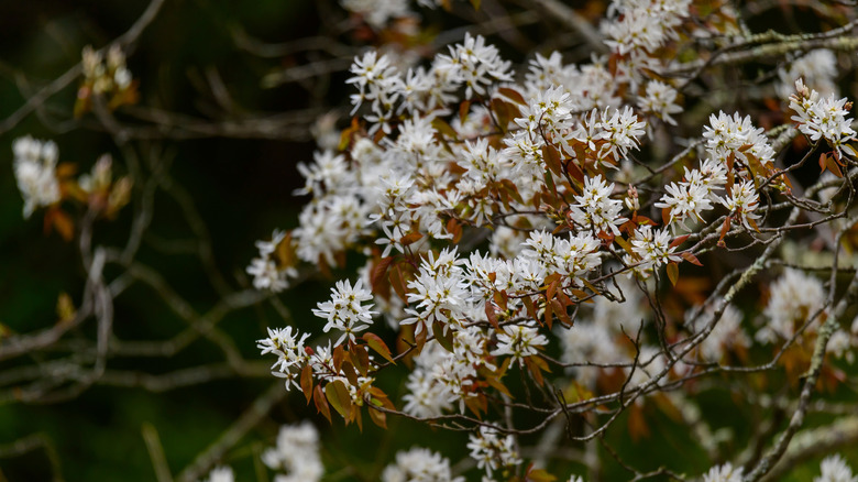 Downy serviceberry blossoms in bloom in the Smoky Mountains National Park