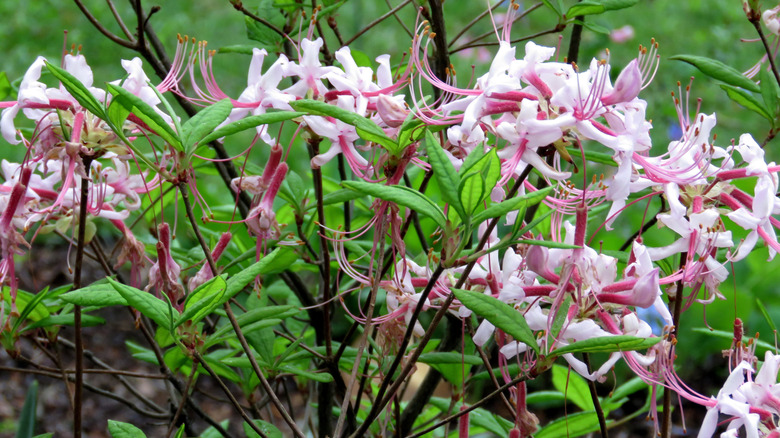 Beautiful Pinxterbloom Azalea flower growing in park