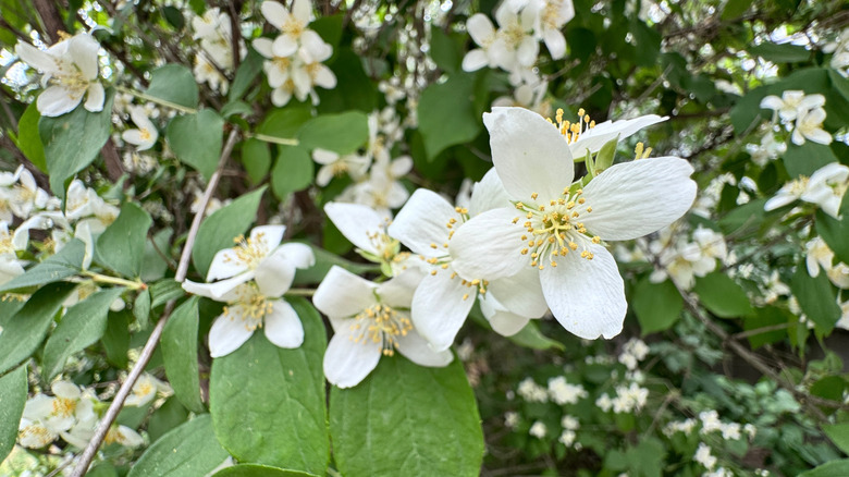 Close-up of white Philadelphus lewisii flowers in bloom