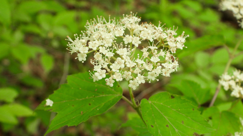 Mapleleaf viburnum bloom cluster up close, with foliage in the background