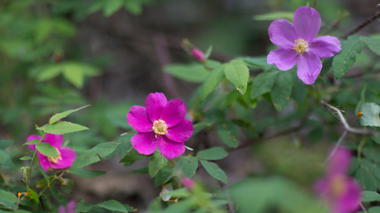 Nootka rose blooms up close