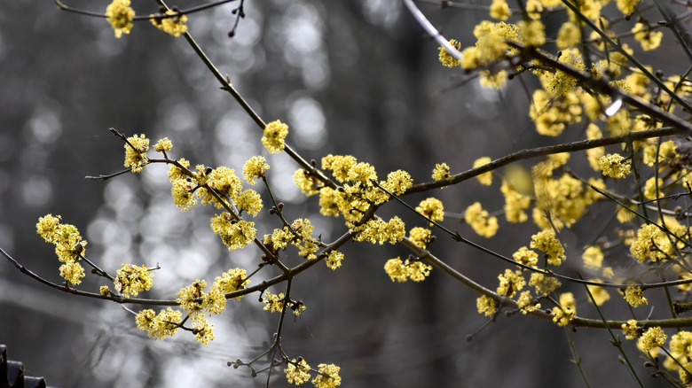 The yellow blooming northern spicebush in front of the spring woods background