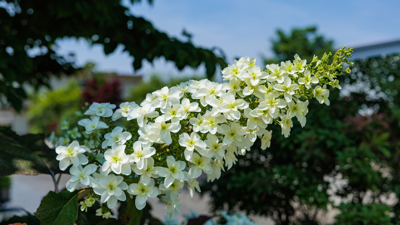 Beautiful hydrangea quercifolia flowers in a garden