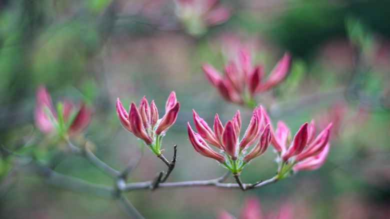 Close-up shot of pinxterbloom azalea buds before blooming
