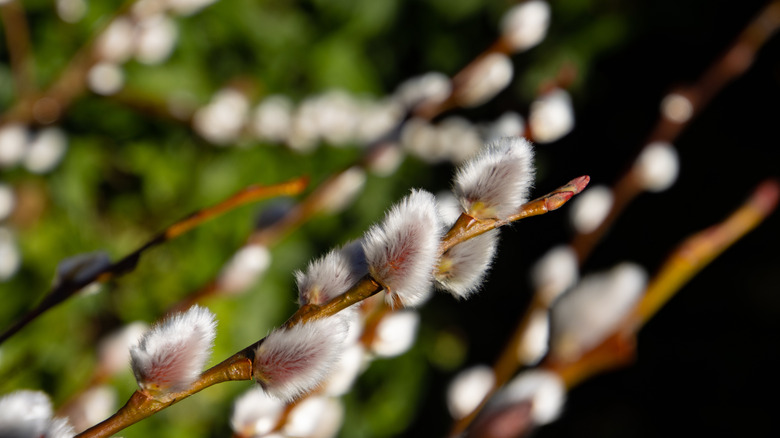 Close up of a branch of a pussy willow