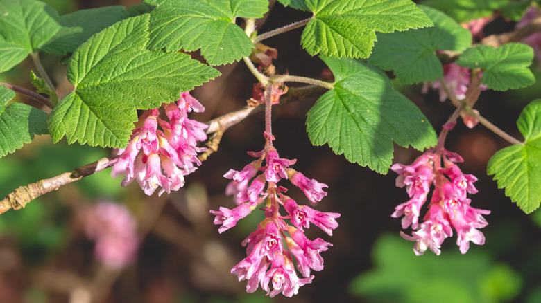 Red flowering currant blossoms and leaves