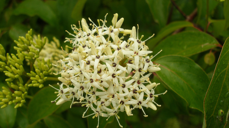 Silky dogwood flowers with foliage in the background