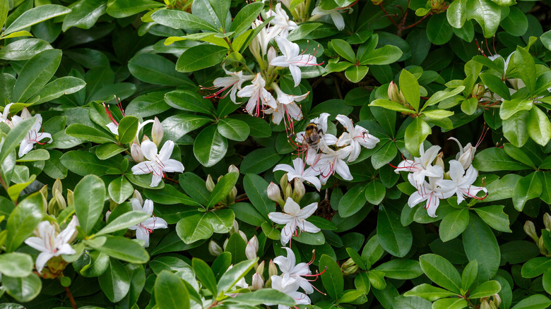 Swamp honeysuckle in bloom