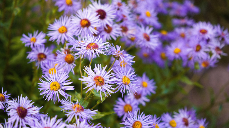 wild purple aromatic aster flowers