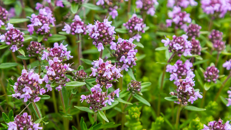 Blossoming fragrant Thymus serpyllum or creeping thyme