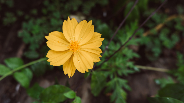 Dwarf Tickseed, Coreopsis auriculata 'Nana', yellow cosmos daisy flower blooming in the wild