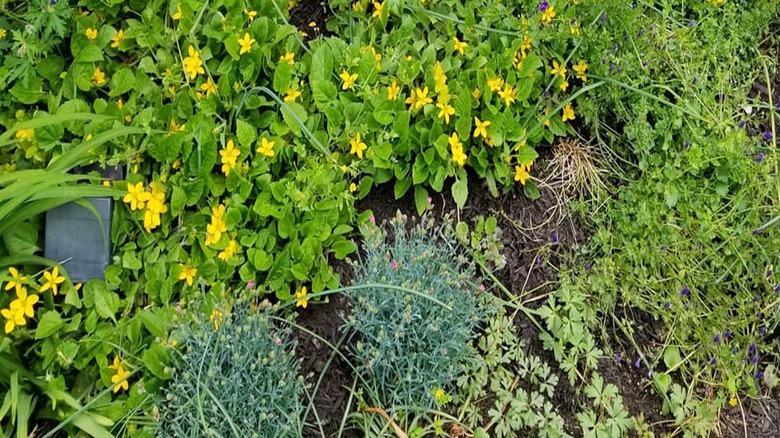 Chrysogonum virginia flowers in a flower bed