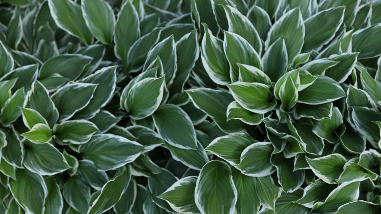 Hosta leaves close up