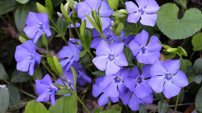 In the spring in nature blooms periwinkle small (Vinca minor)
