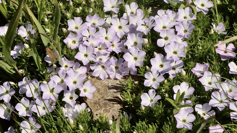 Close-up of Mountain phlox in Olympic National Park