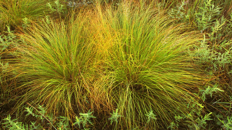 Two clumps of the prairie dropseed grass, Sporobolus heterolepis, growing on a dry prairie in late summer.