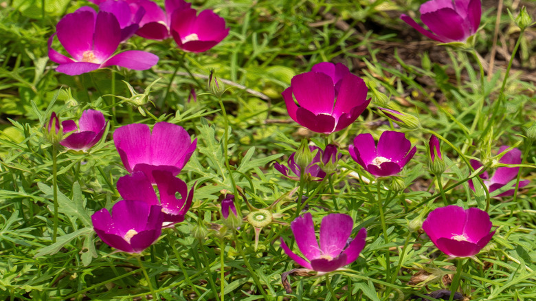 Callirhoe involucrata, commonly known as purple poppy mallow or wine cups, features striking bright purple-pink flowers. Growing in a grassy meadow.