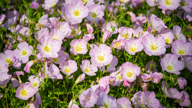 A clump of Oenothera speciosa flowers growing together