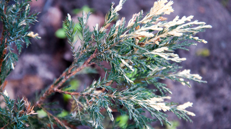 Detail of Andora creeping juniper foliage