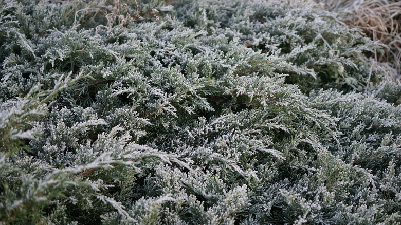 Juniperus horizontalis grows under the snow in December