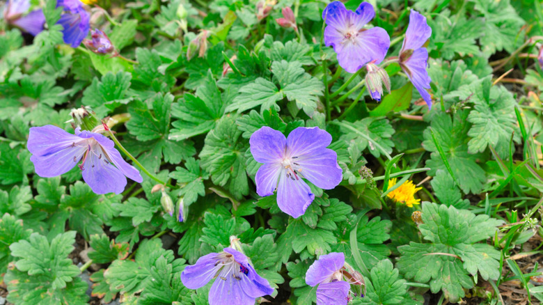 Close-up view of delicate purple wild geranium flowers (Geranium maculatum) with five petals blooming among lush green foliage, with small yellow wildflowers visible in a natural woodland setting.