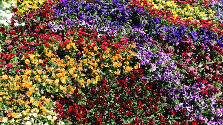 Different flower color of the same specie Viola spp. in the flower bed making part of the pattern in city park